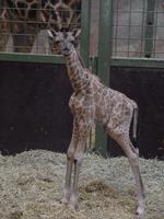 Denne vinterferie attraktion bliver en af de helt store i det nordjyske - en girafunge er kommet til verden i Aalborg Zoo. 