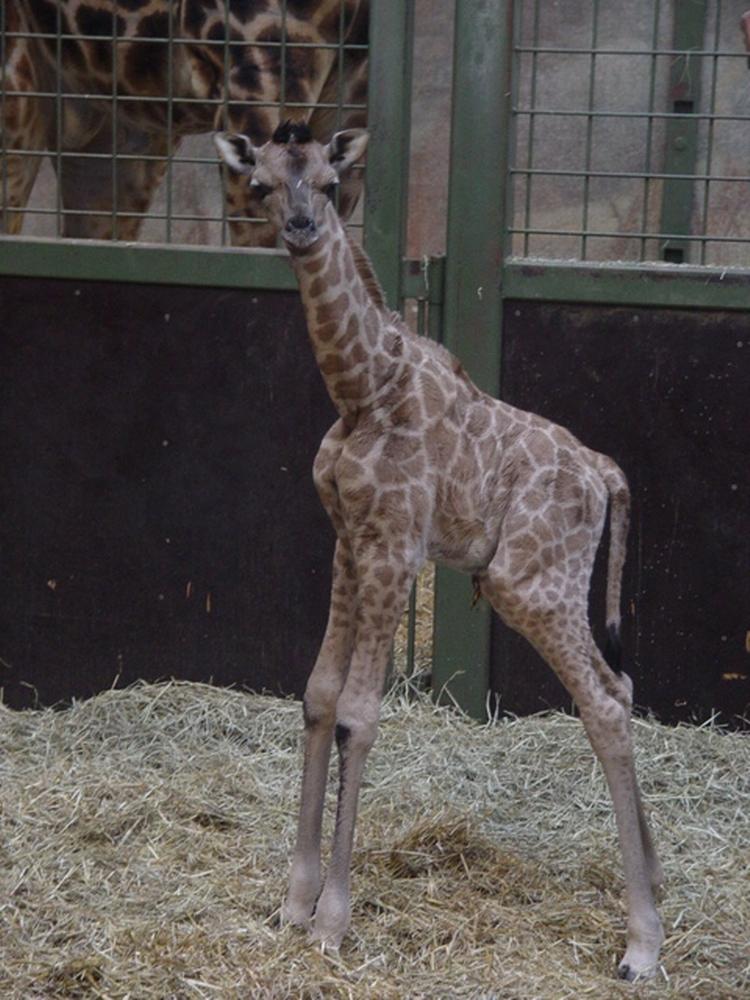 Denne vinterferie attraktion bliver en af de helt store i det nordjyske - en girafunge er kommet til verden i Aalborg Zoo. 