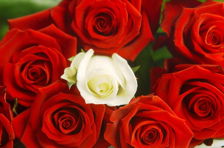 Det kan blive en dyr fornøjelse at sprede glæde med en rose. Blomsterbutikkerne har nemlig sat priserne i vejret til Valentis Day på søndag. 