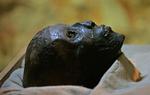 Egypt King Tut's Mummy