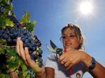 ITALY WINE