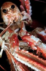 Lobstergate. Frisk jomfruhummer kan også blive for frisk, mente den færøske anklagemyndighed, som sigtede Henrik Kerrn-Jespersen for at have overtrådt den færøske dyreværnslov, da han bed halen af en levende jomfruhummer. Men det må man godt, om end øvelsen ikke kan anbefales ifølge Henrik Kerrn-Jespersen. 