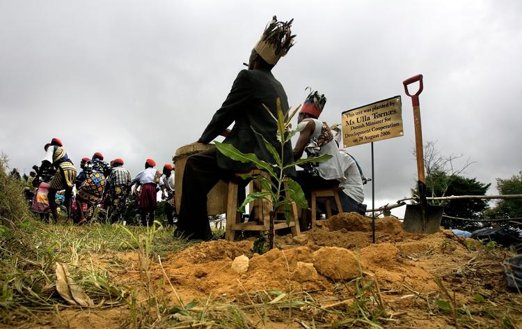 Planteskole. Da udviklingsminister Ulla Tørnæs var i Kenya i 2006, plantede hun et træ. Men der vil ifølge dagens skribent ikke være mange frugter forude, hvis et lækket udkast til regeringens kommende udviklingspolitik står til troende. Foto: Finn Frandsen 