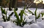 VEJRSKIFTE. Forårsbebuderne holder sig på afstand: Vintertemperaturene har bidt sig fast. Arkivfoto. 