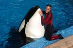 IGEN. Det er tilsyneladende ikke første gang at spækhuggeren Tilikum er impliceret i en ulykke med mennesker. I går gik det ud over træneren Dawn Brancheau. 