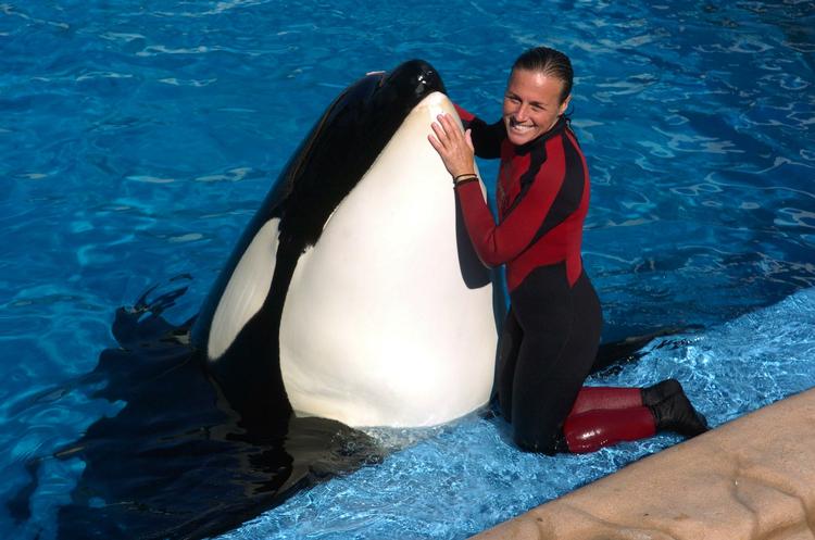 IGEN. Det er tilsyneladende ikke første gang at spækhuggeren Tilikum er impliceret i en ulykke med mennesker. I går gik det ud over træneren Dawn Brancheau. 
