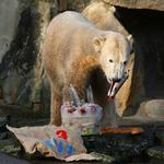 KASTRATION. Berlin Zoo fejrede Knuts tre års fødselsdag i december sidste år. Nu vil dyreaktivister kastrere ham. 