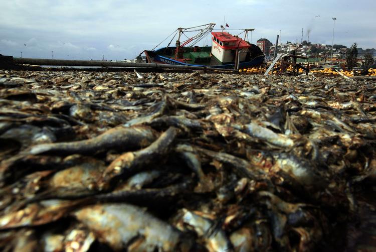 Fiskersamfund. Kystbyen Talcahuano er nærmest begravet i døde fisk, der skyllede på land sammen med en flodbølge efter jordskælvet i Chile. 