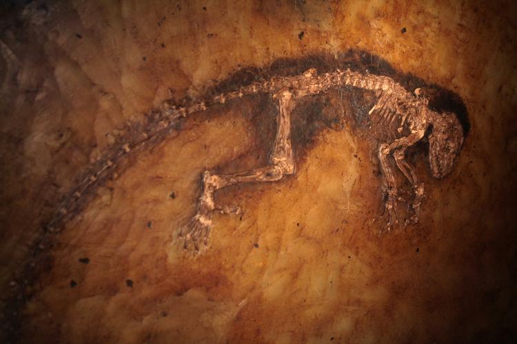 FOSSILT. 'Ida' er ikke en af menneskeartens fjerne forfædre, konkluderer forskere og afviser dermed teorien om, at hun repræsenterer the missing link. 