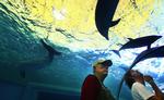 Japan Dolphin Killing