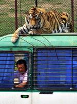 China Tiger Deaths
