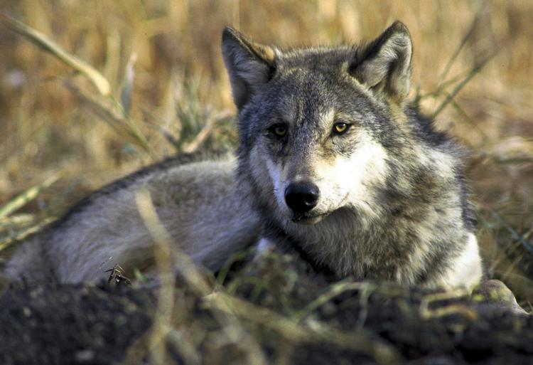 Ulvespor. Ulven er velkommen i Danmark, mener et flertal af Politikens læsere. Dyret her er dog fotograferet i Canada. 