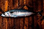 Makrellens fede kød gør den nem at grille og fiskes bedst fra juli til oktober. Foto: Tobias Selnæs Markussen 