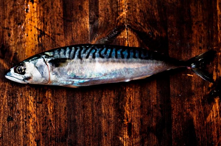 Makrellens fede kød gør den nem at grille og fiskes bedst fra juli til oktober. Foto: Tobias Selnæs Markussen 