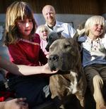 The Amstaff or American Staffordshire Terrier is one of the dog breeds the government wants to ban. 