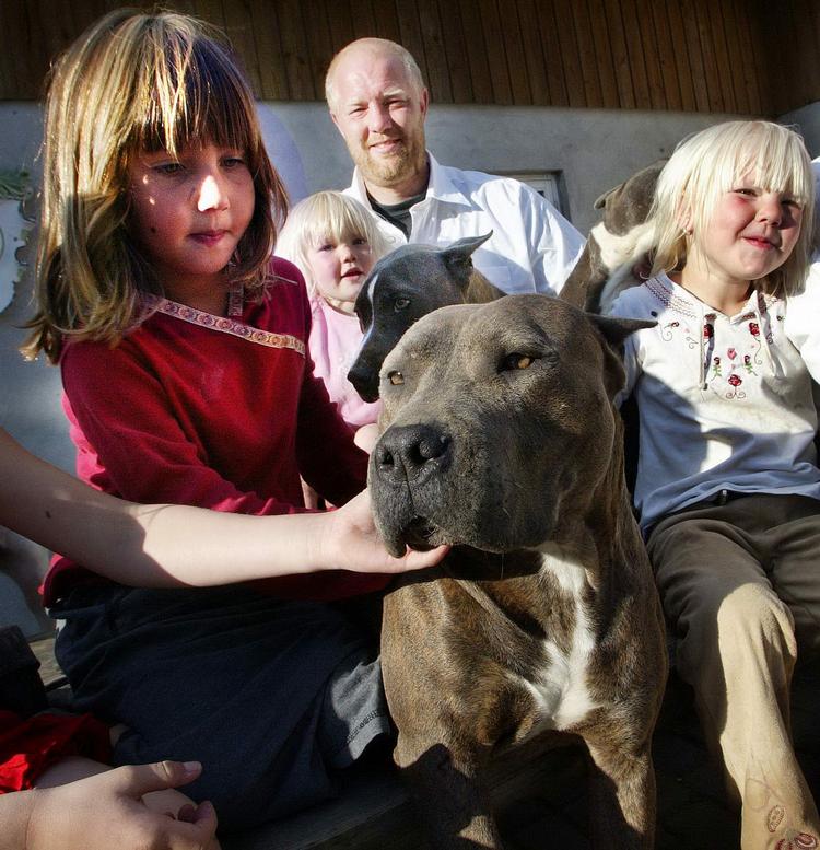 The Amstaff or American Staffordshire Terrier is one of the dog breeds the government wants to ban. 