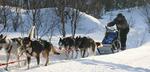strabadser. Norske Robert Sørlie fører kort før slutningen på Europas hårdeste hundeslædeløb, Finnmarksløbet. Arkivfoto. 