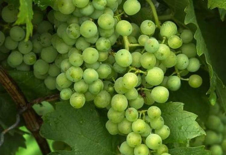 Grønne druer i bakker af 500 gram er blevet kaldt tilbage fra Aldi. 