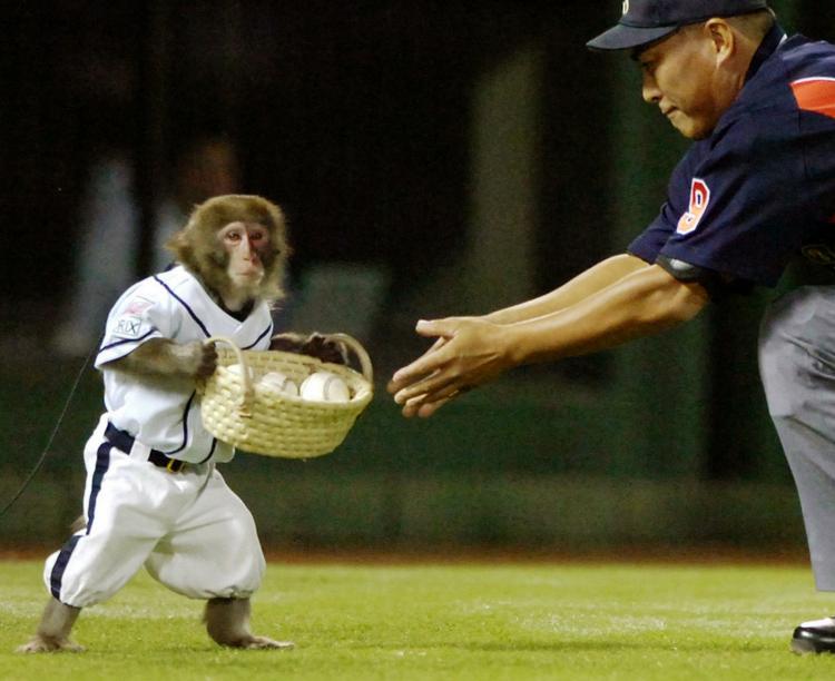 Idiot. Ermanno Cavazzoni rammer ved siden af, når tåben bliver skildret som en abekat i matrostøj. Billede fra en baseballkamp i Japan, hvor bold-aben 'Go' henter boldene. 