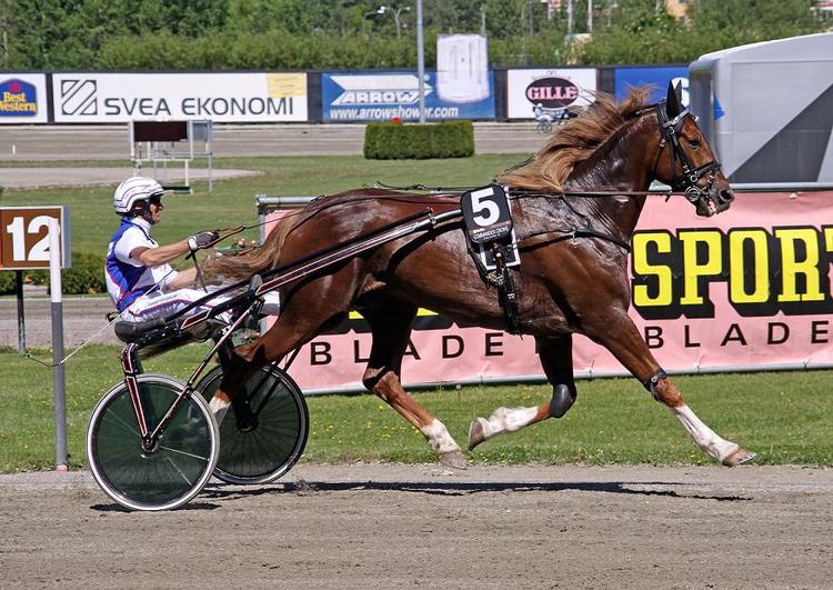 trav. Commander Crowe bliver betragtet som travsportens glansbillede. 