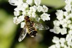 Humleflue