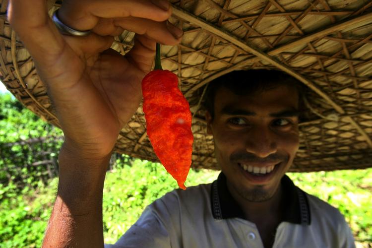 CHILI. En indisk landmand viser en bhut jolokia, der er plukket på hans mark i den nordøstlige indiske stat Assam. 