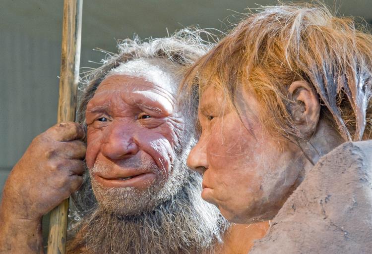Uddød. Neanderthalerne var en af  fire menneskelignende arter, som levede omkring slutningen af den seneste istid. (Arkivfoto) 