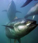 TUNFISK. WWF kritiserer Japan for at blokere samtlige fredningstiltag overfor truede fiskarter. 