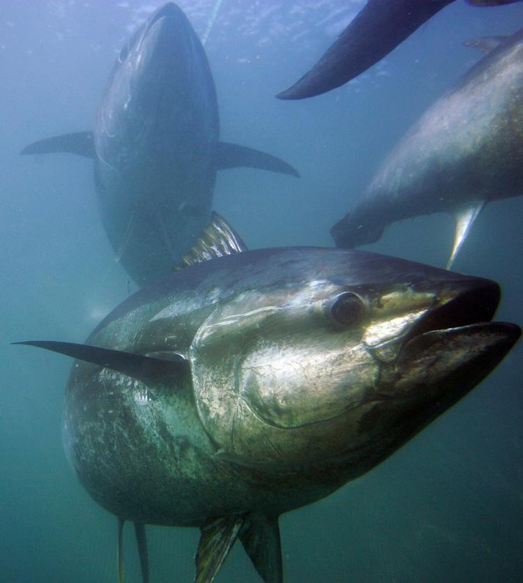 TUNFISK. WWF kritiserer Japan for at blokere samtlige fredningstiltag overfor truede fiskarter. 