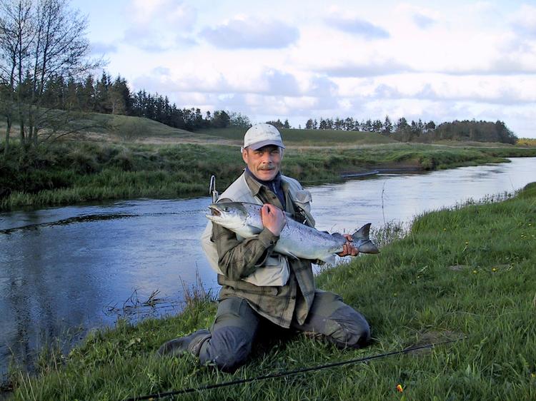 Forårslaks fra Storå. Nykommet 8 kg sølvblank forårslaks fanget af Per Carlsen i Storå vest for Holstebro. Fra at være et lidt ukendt laksevand, mest dyrket af lokale fiskere, har Storå med de seneste års storfangster af tidlige forårslaks fået en plads blandt Danmarks betydelige lakseåer. 