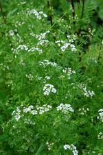 Koriander, Coriandrum sativum, bruges meget i asiatisk mad, men kan også spises som grønt drys i mange andre sammenhænge (f.eks. i tzatziki sammen med persille). Billeder er fra bogen 'Krydderurter' af Annemette Olesen. 