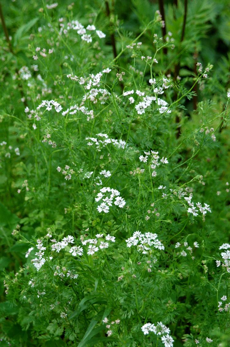 Koriander, Coriandrum sativum, bruges meget i asiatisk mad, men kan også spises som grønt drys i mange andre sammenhænge (f.eks. i tzatziki sammen med persille). Billeder er fra bogen 'Krydderurter' af Annemette Olesen. 