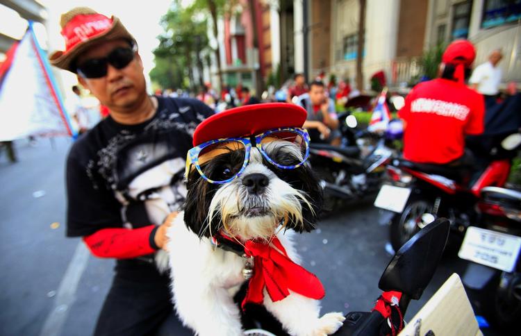 Vuf. Man skal nok bare lade være med at tage rødt på, siger en dansker, der bor i Bangkok. Det er denne her hund ligeglad med. 