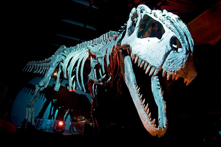 Den største kødædende dinosaur, giganotosaurus, havde en længde på 14 meter og en totalvægt på 8 ton. Pressefoto: Ricardo Ramírez 
