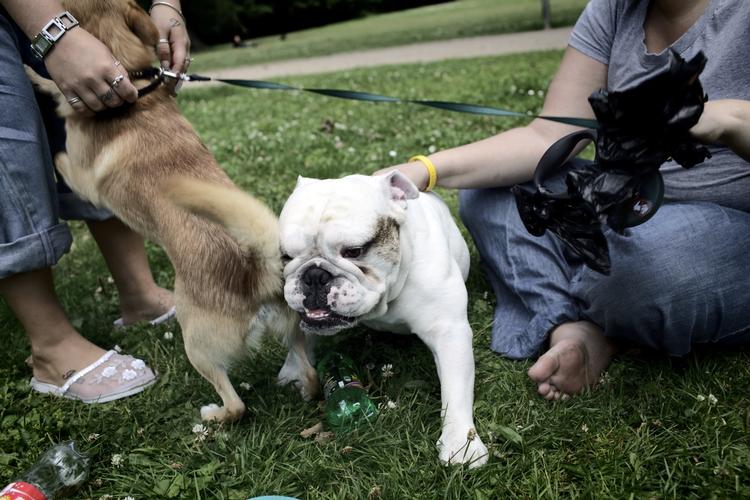 Skriv. Regeringen vil forbyde farlige hunde. Det er imod anbefalingen fra et flertal i regeringens eget hundeudvalg. Men hvad mener du om farlige hunde? (arkivfoto) 