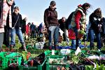 For drevne og debutanter. På plantemarkedet, hvor private sælger egne planter, kan specialister gøre sjældne fund og nybagte haveejere komme langt for tilplantningspengene. 