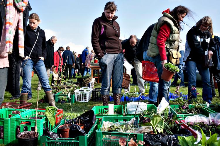 For drevne og debutanter. På plantemarkedet, hvor private sælger egne planter, kan specialister gøre sjældne fund og nybagte haveejere komme langt for tilplantningspengene. 