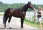 TRAV. Den amerikanske hingst Great Challenger fotograferet i USA før eksporten til Danmark. Arkivfoto: Opdrætterforeningen 