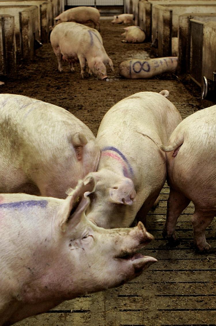 SVINEBAKTERIER. Et voldsomt stigende antibiotikaforbrug har skabt en syndflod af resistente bakterier. 