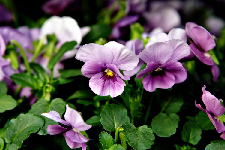 Flotte farver. Så blomsterbedets frø i potter og krukker. 