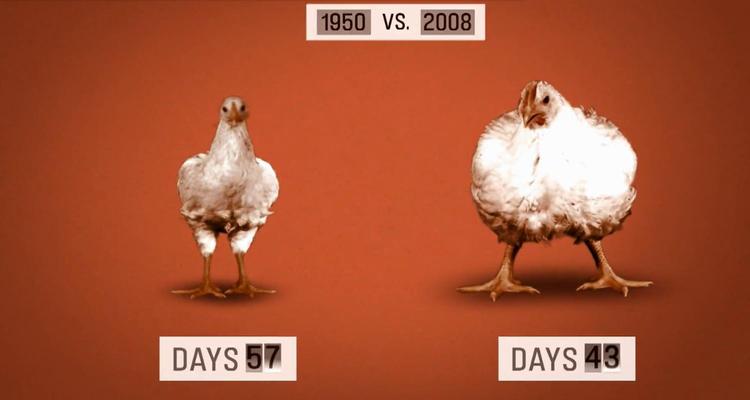 Det er svært at fastholde blikket på 'Food Inc.'s billeder af kyllinger, hvis ben knækker under den unaturligt høje vægt. Men kyllingebryst er mere værd end lår, så de overvoksede brystpartier er nu en gang kyllingens raison d'être i industrisamfundet. Foto fra filmen 