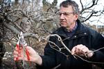 Synlig vinder. Let, solid og meget anvendelig. Sådan karakteriserer de to dommere beskærersaksen Felco 6. Her er Poul Petersen fra Overdam Planteskole i gang med vindersaksen, som også glimrer med røde håndtag, der gør det let at finde saksen i det grønne. 
