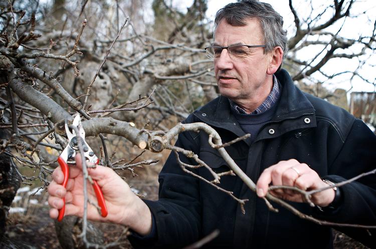 Synlig vinder. Let, solid og meget anvendelig. Sådan karakteriserer de to dommere beskærersaksen Felco 6. Her er Poul Petersen fra Overdam Planteskole i gang med vindersaksen, som også glimrer med røde håndtag, der gør det let at finde saksen i det grønne. 