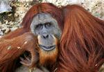 Bevaringsværdig. FN's miljøprogram vurderer, at den vilde orangutang kan være udryddet om 15-20 år. Denne abe bor i en zoologisk have på Sumatra. 