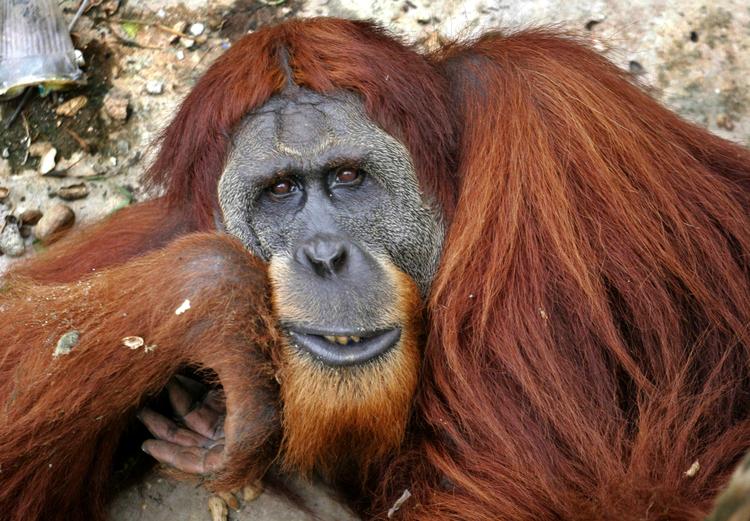 Bevaringsværdig. FN's miljøprogram vurderer, at den vilde orangutang kan være udryddet om 15-20 år. Denne abe bor i en zoologisk have på Sumatra. 