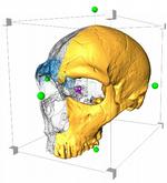 Kranium. Tredimensionel fermstilling af en neandertalers kranium. Kilde.: Max Planck Instituttet, Leipzig. 