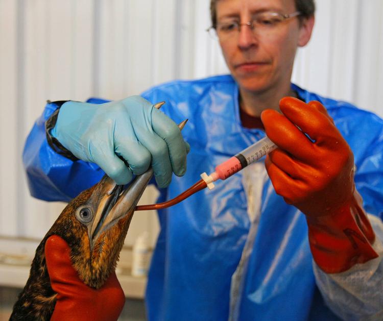 MILJØKATASTROFE. Fuglen her, der får behandling efter at have været smurt ind i olie, er normalt hvid. 