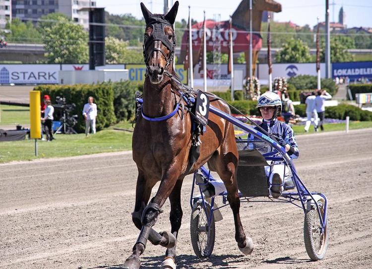 FAVORIT. Den kæmpestore franskmand Nimrod Borealis med Matthieu Abrivard  vil tage revanche i Oslo Grand Prix søndag. 