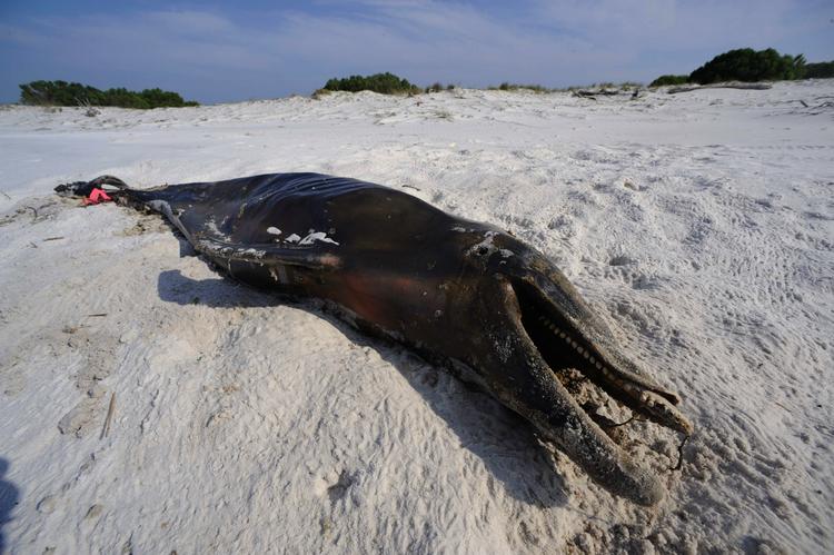 ofre. Mindst seks delfiner er - ifølge myndighederne - fundet døde på strandene ud for det område, hvor en boreplatform eksploderede i Golfen. Det vides ikke, om de er døde på grund af olien. 