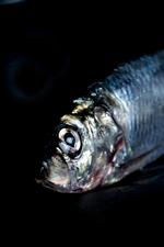 GODBID. I Sverige er sürströmming blevet en delikatesse på trods af den meget kraftige lugt, der stammer fra fiskens gæring i en konservesdåse. 